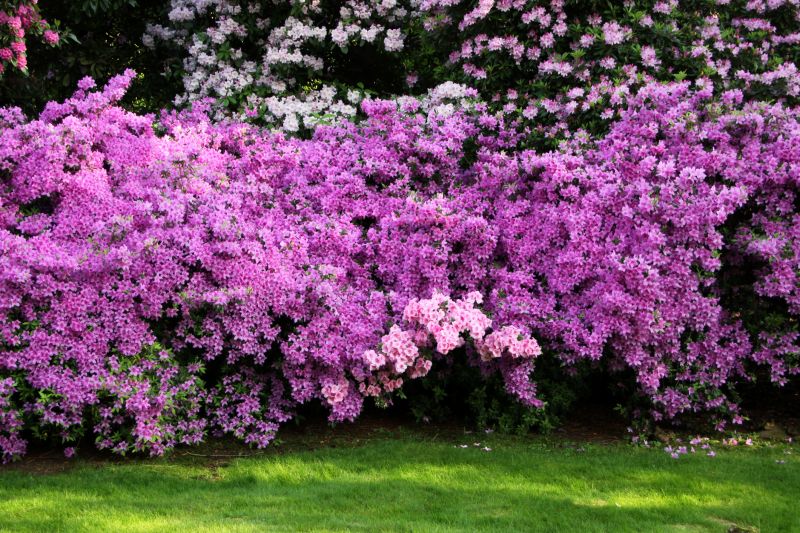 Azalea Bush Trimming