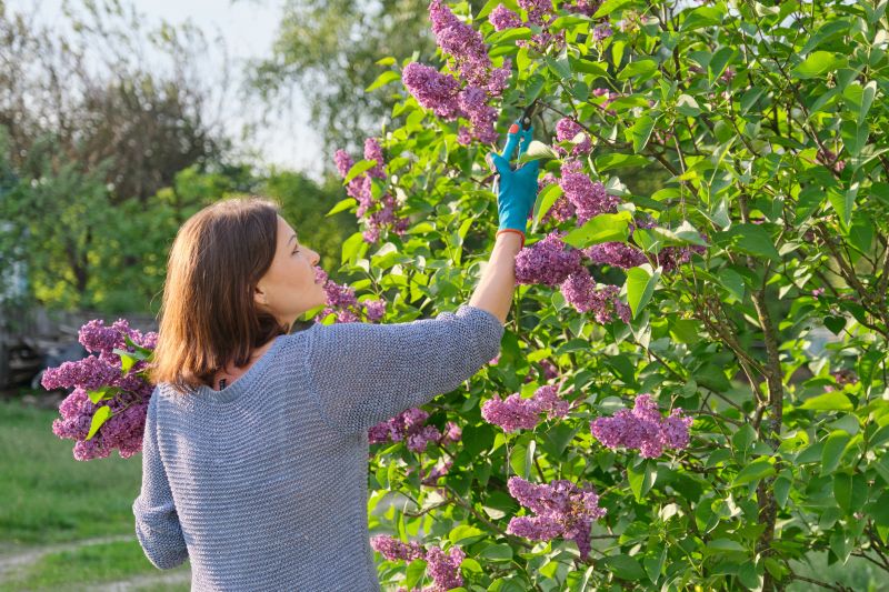 Azalea Bush Trimming