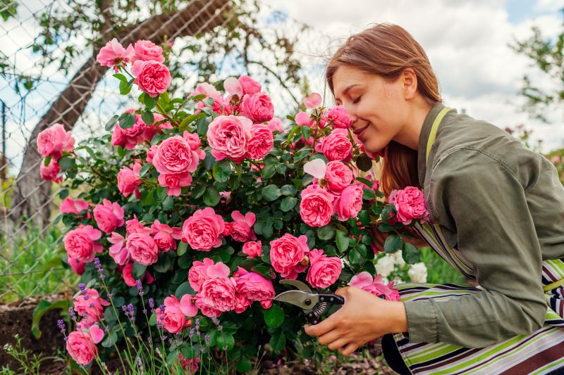 Azalea Bush Trimming