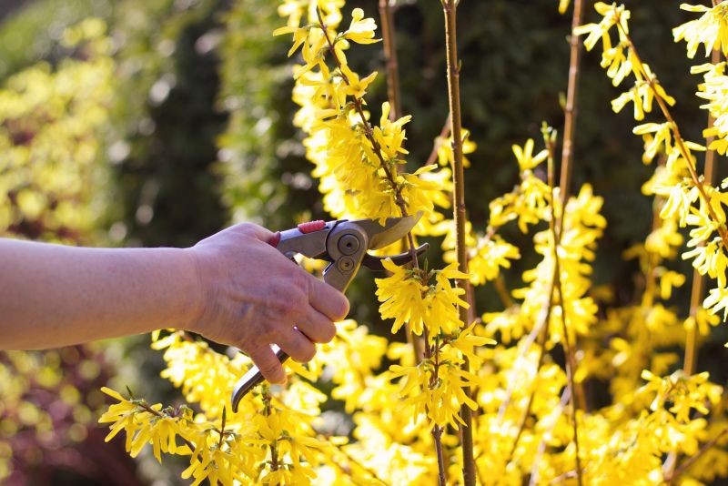 Azalea Bush Trimming
