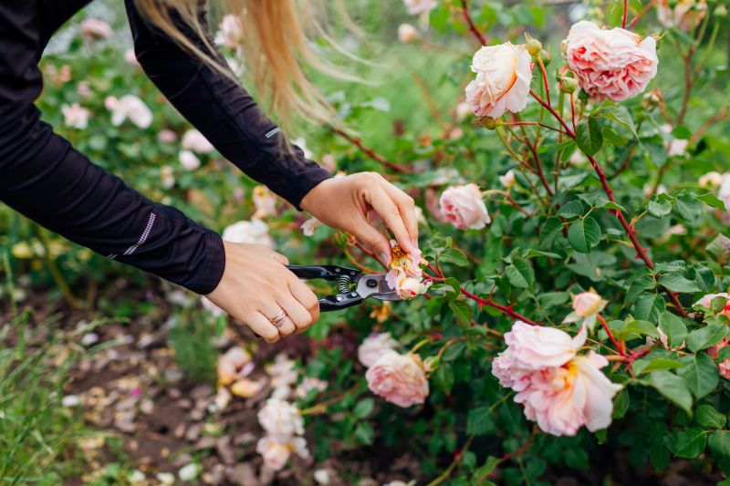 Azalea Bush Trimming
