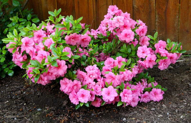 Azalea Bush Trimming