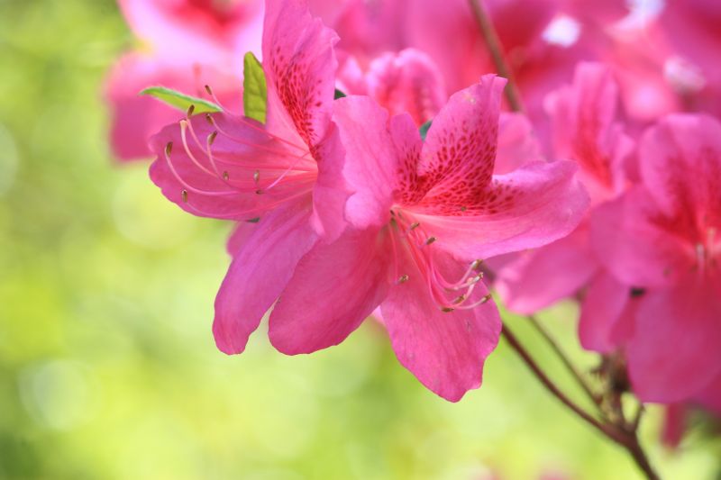Healthy Azalea Bush