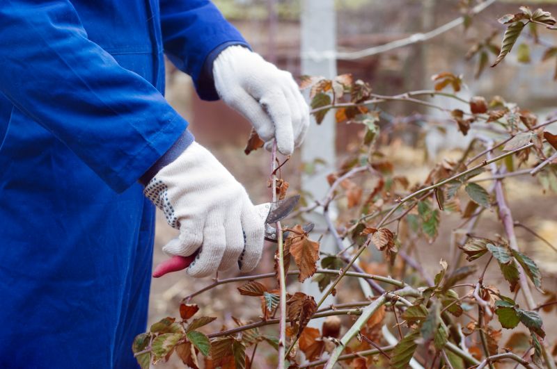 Azalea Bush Trimming