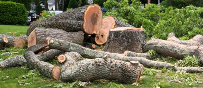 Hickory Tree Removal in Pottstown, PA