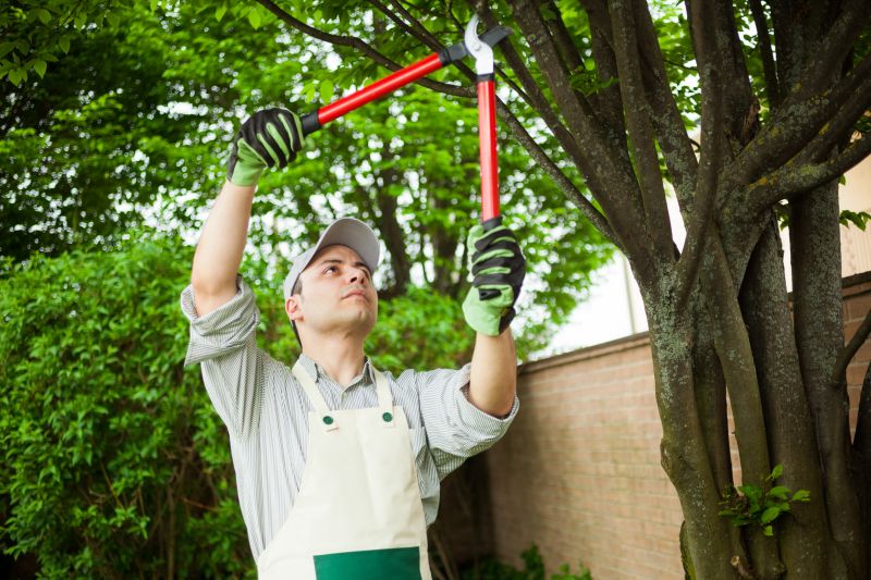 Tree Shearing in Allentown, PA